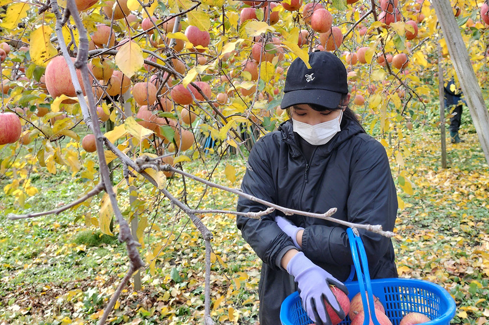 【25年12月発送】りんご 糖度13度以上【贈答規格】プレミアム サンふじ 約3kg