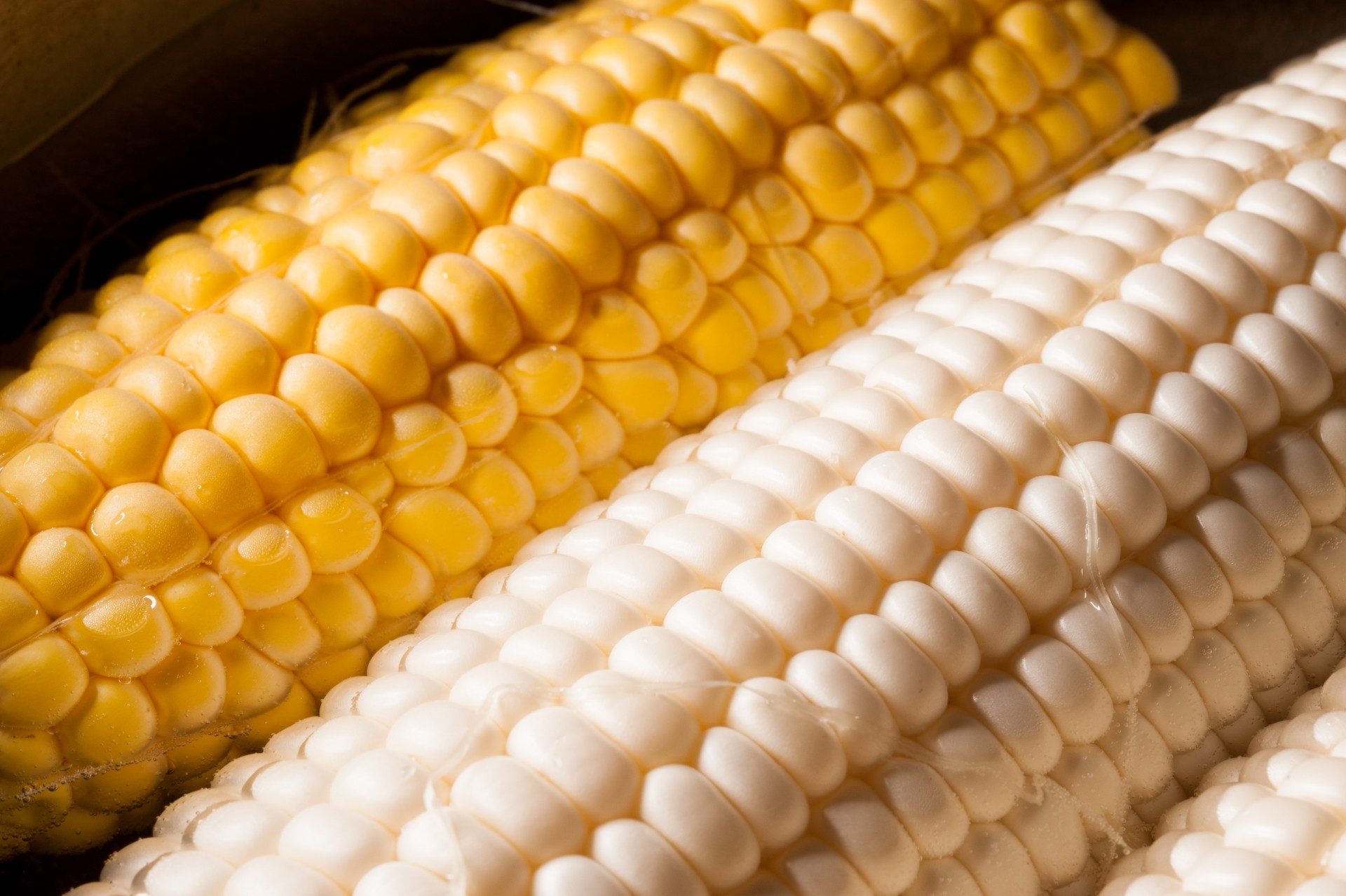 
                  ＜先行予約＞ 朝採り新鮮 とうもろこし 10本～16本 (4L～L) 選べる イエロー ホワイト トウモロコシ コーン 黄色 白色 白とうもろこし JA愛知みなみ 新鮮 朝採り 早朝 甘い ジューシー 産地直送
                