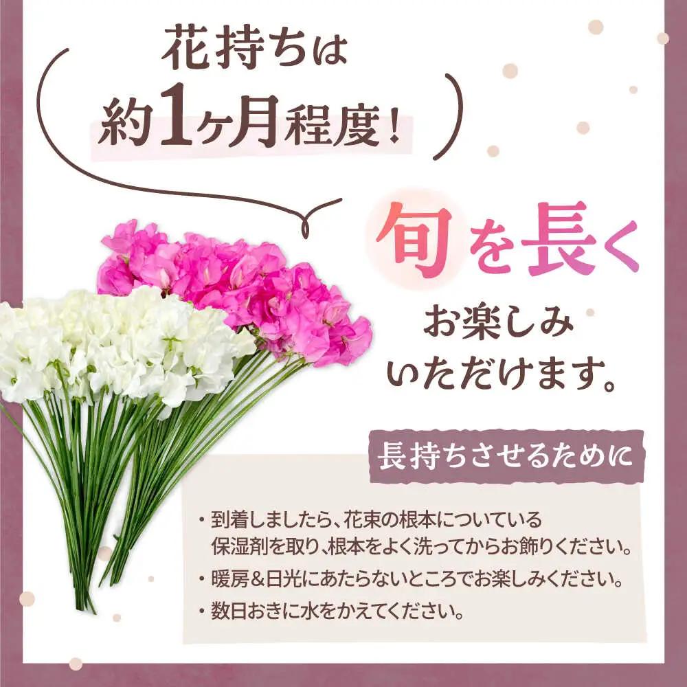 【先行予約 2026年12月～発送】スイートピー 花束 100本（ピンク＆ホワイト） / 生花 [IBW005]