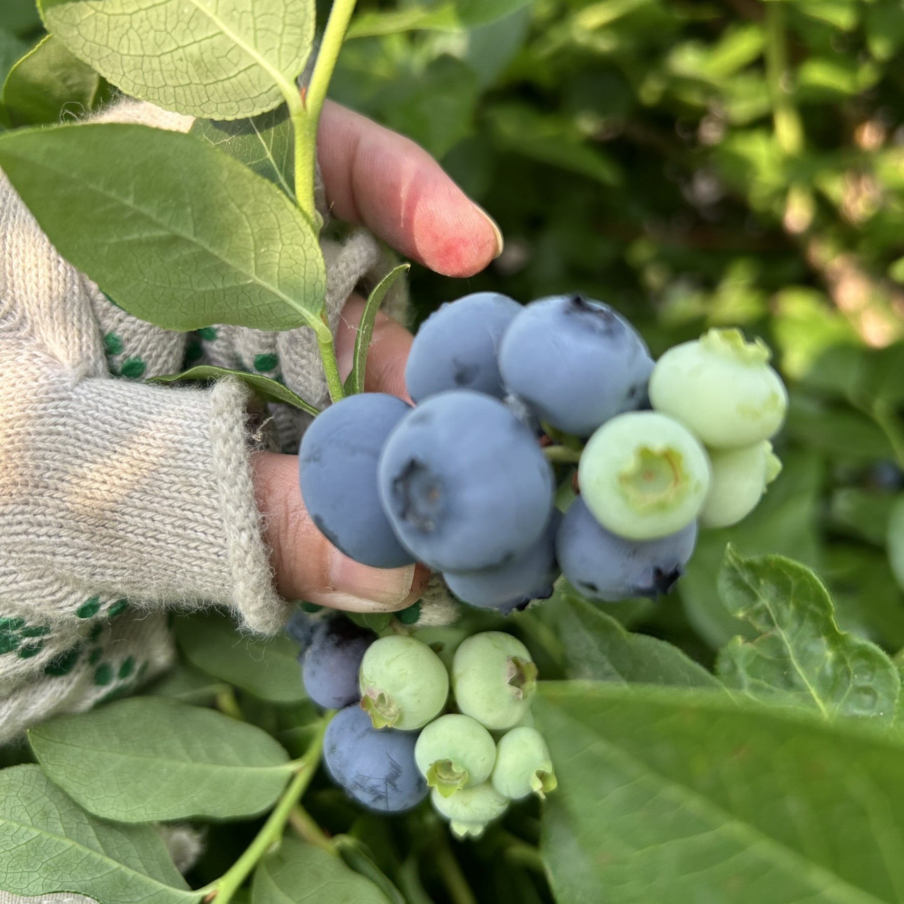 横山農園の冷凍ブルーベリー1kg