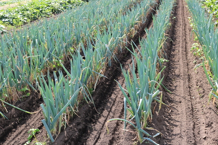 【先行受付：2026年発送】【9月発送】信州松本産・旬の野菜 おまかせセット（約10～12品） │ 野菜 やさい 旬 旬の野菜 新鮮 自然 セット 野菜セット 美味しい 長野県 信州 松本 ふるさと納