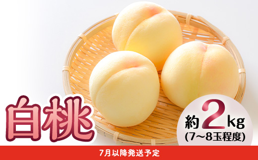 フルーツ 定期便 年2回 2025先行予約 岡山 晴王 シャインマスカット 白桃 旬 果物 岡山県産 ぶどう ブドウ もも くだもの お楽しみ定期便