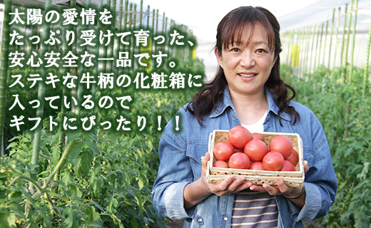 【数量限定】うしの恵 フルーツトマト 化粧箱入り 約1.5kg - 野菜 とまと 産地直送 2025年発送 令和7年 料理 アレンジ サラダ 鍋 サンドイッチ 完熟 甘い あまい フレッシュ さっぱり