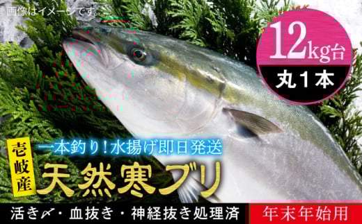【12キロ台】 【11/1〜1/15お届け 年末年始用】天然 寒ブリ（丸もの ） 《壱岐市》【壱岐島　玄海屋】[JBS114]  ぶり 寒ぶり ブリ 魚 刺身 しゃぶしゃぶ