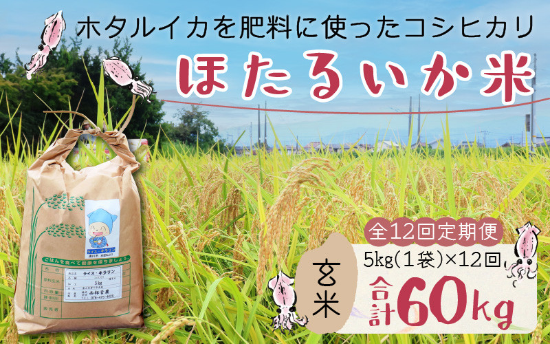 
【訳あり】ほたるいか米（玄米５kg）×12回 計60kg【12ヶ月定期便】
