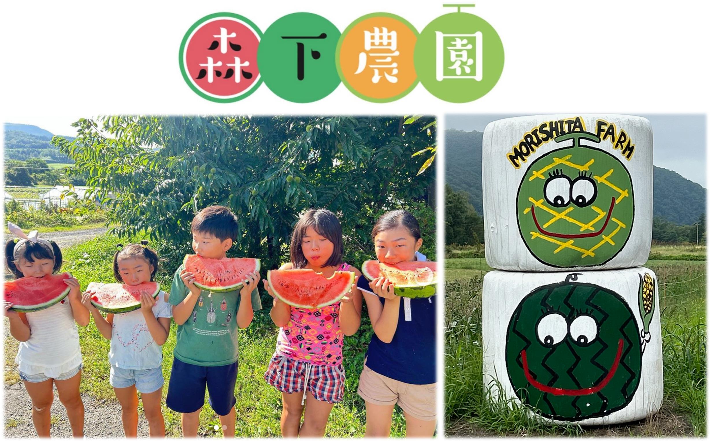 ＜2026年8月上旬よりお届け＞北海道壮瞥産　新山すいか 小玉すいか（マダーボール）Lサイズ2玉 スイカ SBTN002