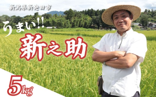 【最短1週間発送!】 令和8年産 新之助 5kg お米 こめ ご飯 ごはん おいしい 新潟 新潟県 米 5kg 新発田産 新潟産 朝食 昼食 夕飯 炊きたて 精米 ブランド watasho007_2026