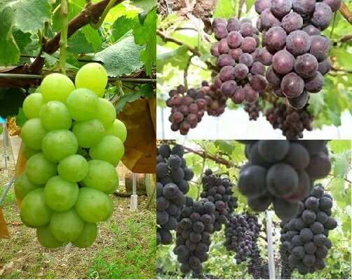 【ふるさと納税】【北海道・沖縄・離島　配送不可】【2026年】【先行受付】シャインマスカットと旬のぶどうの詰合せ3kg 国産 ぶどう 葡萄 フルーツ 果物 数量限定