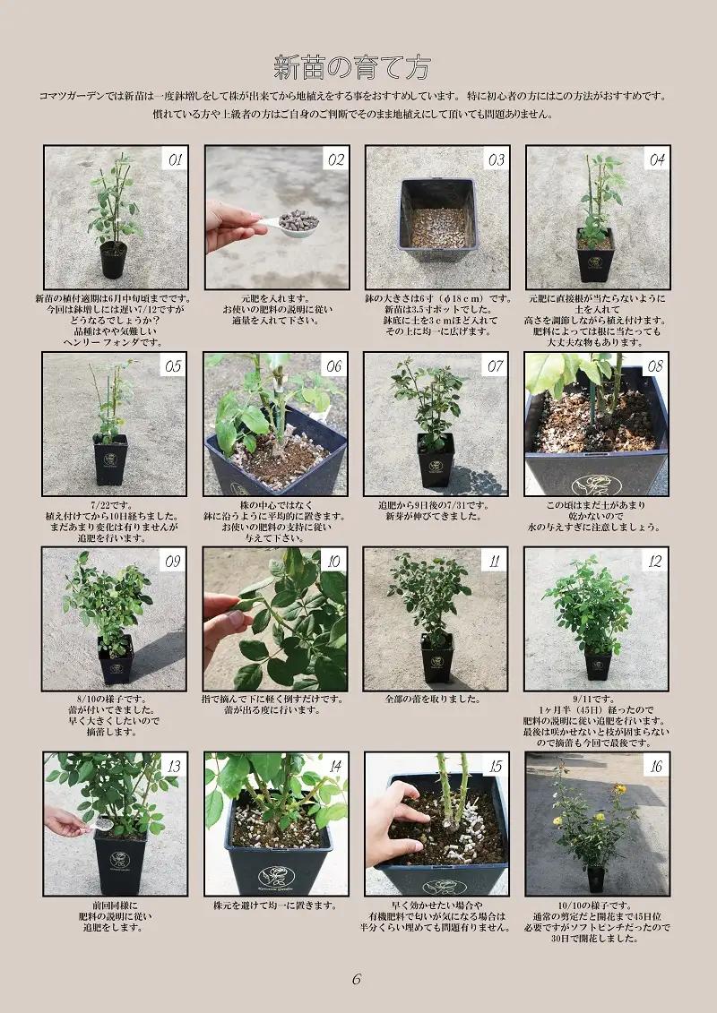 【2027年2月以降発送】バラ苗鉢植え「リムセ」 [h190]