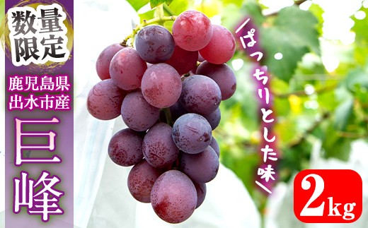 
                  i855 ≪数量・期間限定≫巨峰 (計約2kg) 国産 鹿児島 出水市 ぶどう ブドウ 果物 くだもの 巨峰 葡萄 旬 歯ごたえ 冷蔵 フルーツ グレープ 【山門ぶどう園】
                