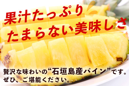 【先行予約】石垣島産 ハワイ種 パイン (3玉 約3㎏) 《6月上旬頃より順次発送》【 産地直送 沖縄 石垣 パイナップル フルーツ 】TP-4