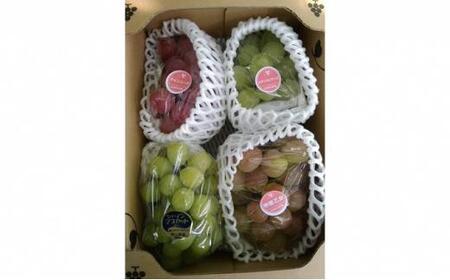 ぶどう 2024年 先行予約 旬のぶどう食べ比べセット 約1.8kg 3～5房 減農薬／ハウス栽培 ブドウ 葡萄  岡山県産 国産 フルーツ 果物 ギフト ばんの農園 [No.5220-0484]