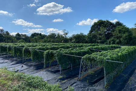 里山の自然で育てた「自然薯 2kg」｜上総自然学校 里山 禅寺 真光寺 芋 袖ケ浦 千葉 [0706]