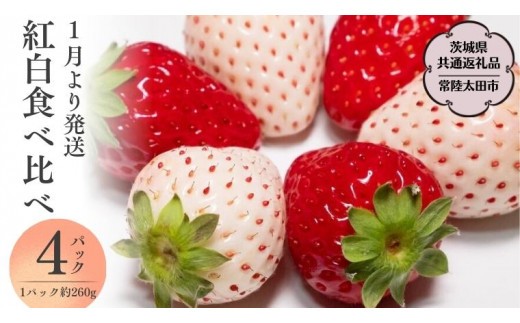 
                  《 2027年 収穫分 》 朝摘み 紅白いちご 約260g×4パック (茨城県共通返礼品 常陸太田市) 先行予約 檜山いちご園 国産 朝採り 朝採れ 大粒 いちご イチゴ 苺 くだもの 果物 フルーツ 冬 春 旬 [DY018sa]
                
