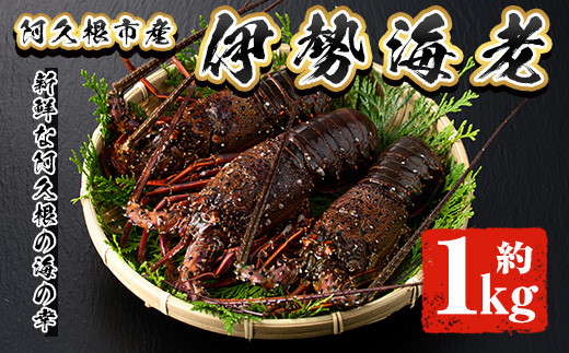 
                  ＜先行予約受付中！2026年10月上旬以降順次発送予定＞伊勢海老(約1kg) 国産 阿久根市 伊勢海老 海老 エビ えび イセエビ 海鮮 海産物 海の幸 刺身 新鮮 急速冷凍【松永青果】akn053-36
                