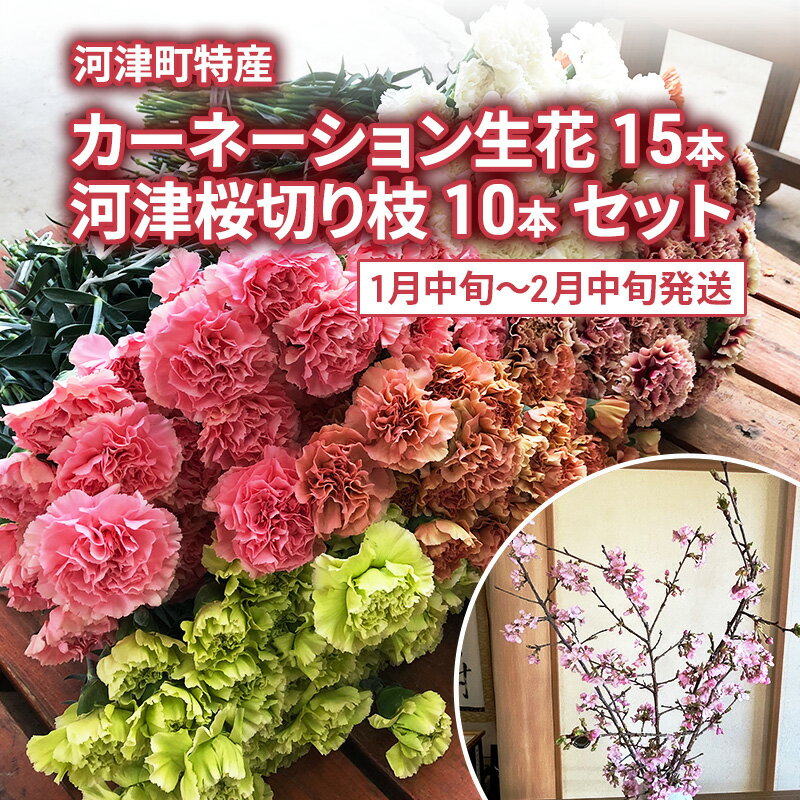 【ふるさと納税】河津町特産 カーネーション 15本 河津桜 10本 生花 切り枝セット 1月中旬～2月中旬発送　お届け：2026年1月中旬～2026年2月中旬まで