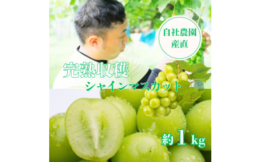 ＜2026年発送＞シャインマスカット約1kg 山梨県産 自社農園直送!完熟収穫!【1579478】