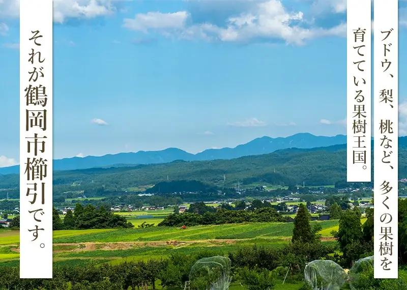 【令和8年産先行予約】鶴岡市産 シャインマスカット 約2kg（2～4房） 　齋藤農園（齋藤 英喜）