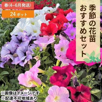ふるさと納税 赤磐市 春 の 花苗 おすすめ セット 24ポット(4〜6月発送) [NO5765-1056]