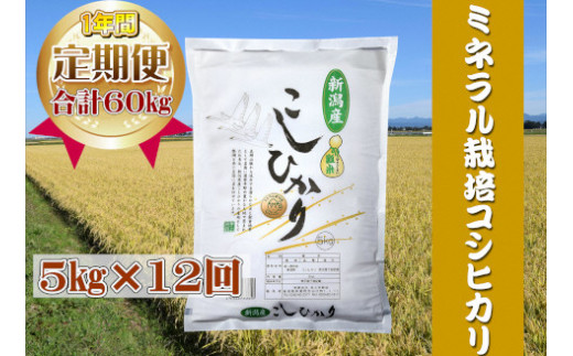 【12か月定期便 コシヒカリ】令和8年産 新米予約 阿賀野市産ミネラル栽培コシヒカリ 合計60kg（5kg×毎月お届け全12回）白米 精米 井上米穀店 | 新潟県産コシヒカリ 新潟産コシヒカリ 阿賀野産コシヒカリ 阿賀野コシヒカリ 新潟県産こしひかり こしひかり お米 米 ブランド米 コメ ミネラル栽培 5キロ 新米 定期便 新潟県 阿賀野市 1I04144