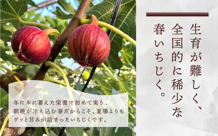 先行予約 春の希少な いちじく 極 9-12玉 完熟 大玉 ( 4月 / 5月 ) フルーツ 【専用箱】入手困難 果物