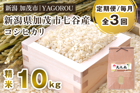 【令和7年産新米先行予約】【定期便3ヶ月毎月お届け】新潟県加茂市 七谷産コシヒカリ 精米10kg 《10月中旬～順次発送》 新潟産コシヒカリ 豊かな山水で育った天水米 加茂市 YAGOROU ヤゴロウ