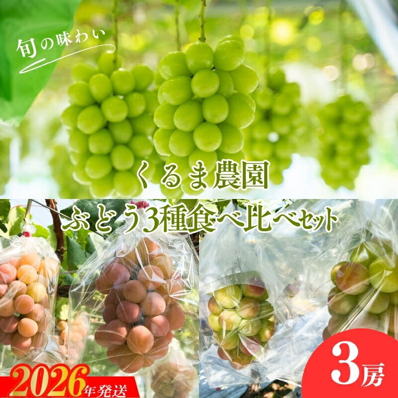 【ふるさと納税】No.2504くるま農園　シャインマスカットとぶどう2種（全3房）【2026年発送　先行予約】