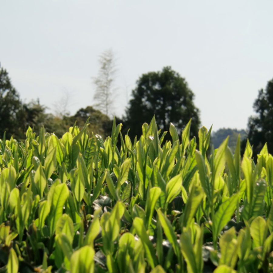 ＜浅川園＞村上煎茶飲み比べ