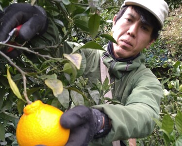 【先行予約】【お試し！】Saito Orange Farmの不知火2kg ※離島への配送不可（2026年2月下旬頃より順次発送） IKTAQ013