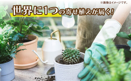 多肉 植物 籠寄せ カズラ かご 福岡 八女 観葉植物 多肉植物 はち インテリア 鉢植え 園芸用品 室内栽培 水やり 広川町 / plantsfunshopnatur [AFAT002]