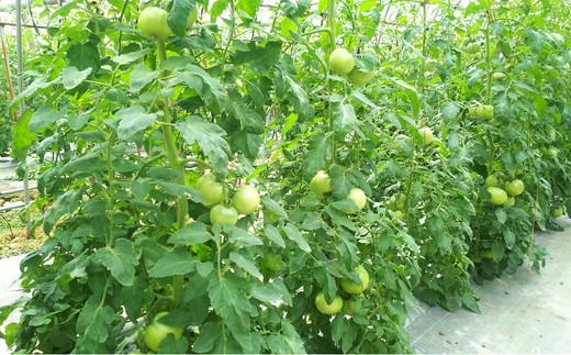 久万高原トマト 4kg 朝露に輝く 清流育ち【桃太郎トマト】久万高原町｜特別栽培 エコえひめの認証 トマト とまと トマト産地 産地直送 ソース ジュース 自然栽培 野菜 安心 安全 旬 贅沢 酸味 