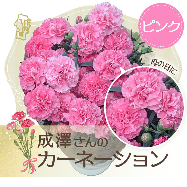 【5月初旬より順次発送】成澤さんのカーネーション ピンク 5号鉢（入金期限：2026.4.30）母の日に プレゼント