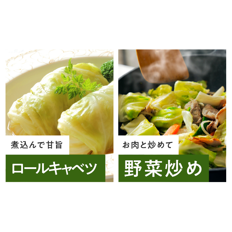 【先行予約】射手矢さんちの泉州キャベツ 10kg【新鮮 野菜 泉佐野産 やさい 射手矢農園 高評価 数量限定 TVで紹介！】 G1303_イメージ4