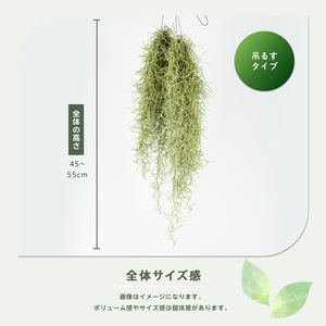 観葉植物 ウスネオイデス 45cm～55cm JAいぶすき IB165-019 観葉植物 観葉植物