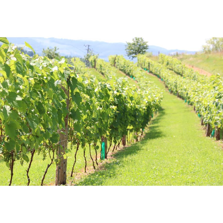 ＜Infeeld winery＞山幸2022 750ml×1本