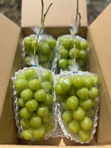 ぶどう 信州産シャインマスカット約3kg（4～6房）2025年発送 葡萄 ブドウ フルーツ 果物 シャイン マスカット デザート おやつ 信州 長野