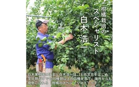 レモン 約5kg 12～25個 璃の香レモン 果物 くだもの 柑橘 フルーツ れもん お取り寄せ 産地直送 おいしい 美味しい 白木果樹園 常温 配送 高知県 高知 土佐市