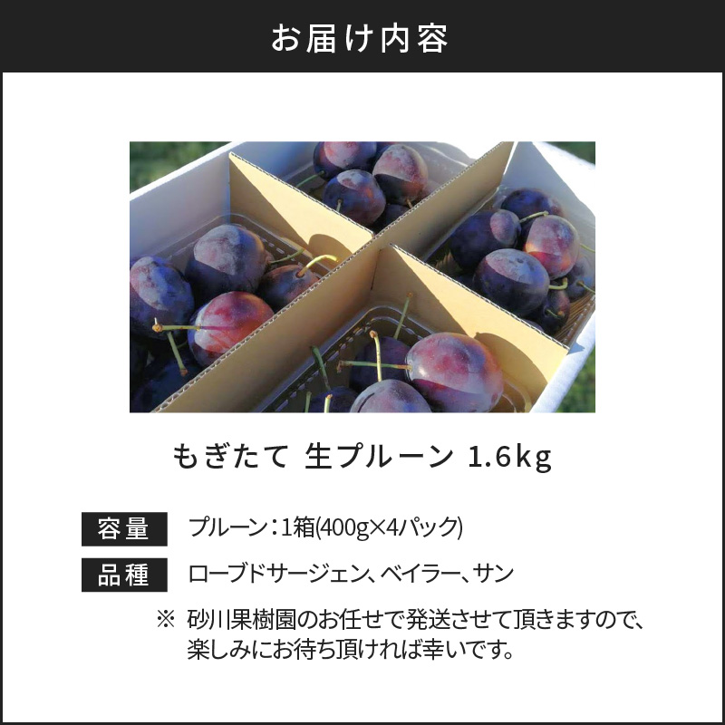 【先行予約：2025年8月下旬より発送】余市の砂川果樹園が贈る【余市の生プルーン】1.6kg_Y033-0035