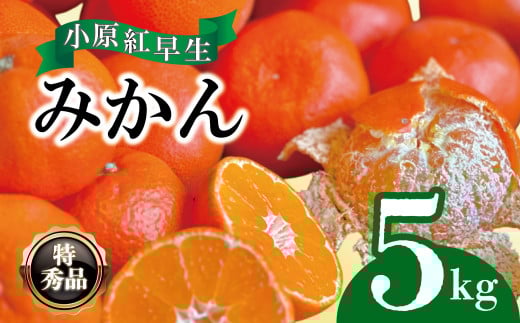 【2025年11月中旬より順次発送】【特秀品】みかん 小原紅早生 約5kg 真っ赤なみかん 小原紅早生みかん 甘い ミカン 蜜柑 フルーツ 果物 くだもの 柑橘 柑橘類 デザート 旬 産地直送 冬の味覚 旬の果物 旬のフルーツ お取り寄せ 取り寄せ