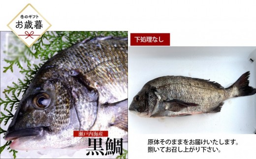 【お歳暮】【下処理なし】黒鯛 1尾（約1ｋg）ちぬ チヌ 刺身 | 黒鯛 チヌ 鯛 鮮魚 刺身 国産 新鮮 活魚 ギフト お歳暮 グルメ お取り寄せ 人気