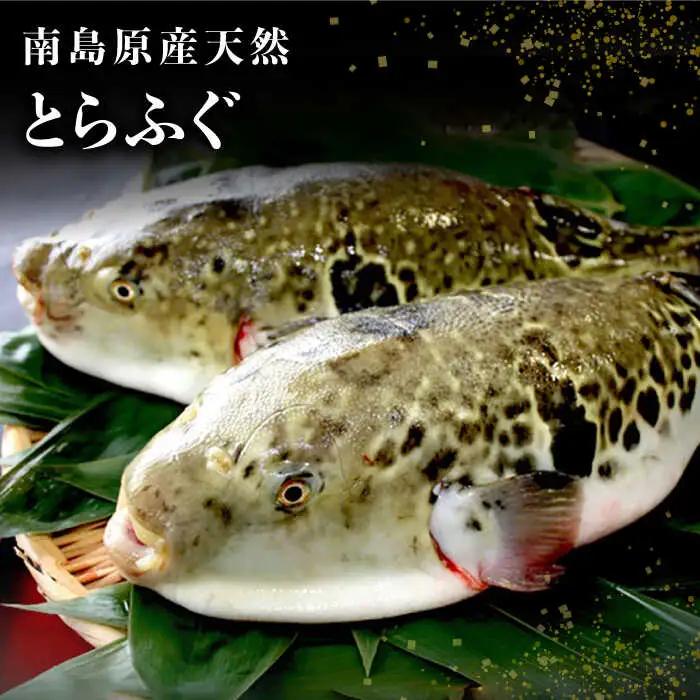 【2027年4月-発送】南島原産 天然とらふぐ刺身 5-6人前 / ふぐ フグ トラフグ ふぐアラ 魚 ヒレ酒 / 南島原市 / 大和庵 [SCJ019]