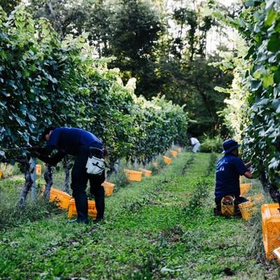 ふるさと納税 紫波町 【自園自醸ワイン紫波】紫波スパークリングワイン・ロゼ2本セット |  | 02