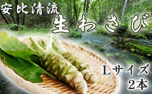 
            岩手県産 生わさび  (Lサイズ) 1本70g以上のもの確約 2本セット 【安比清流山葵園】 ／ 山葵 ワサビ わさび 薬味 国産 八幡平市産 産地直送 新鮮 調味料 刺身 ステーキ 蕎麦 和え物 漬け物 刻み おろし 辛味 和食 お寿司 そば 肉の薬味 魚の薬味 そばの薬味 おすすめ オススメ
          