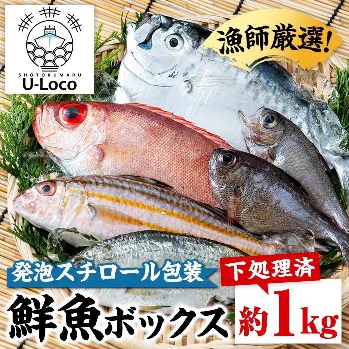 鮮魚ボックス 約1kg 鮮魚BOX ロコフィッシュ 下処理済 発泡スチロール包装【昌徳丸】P78002