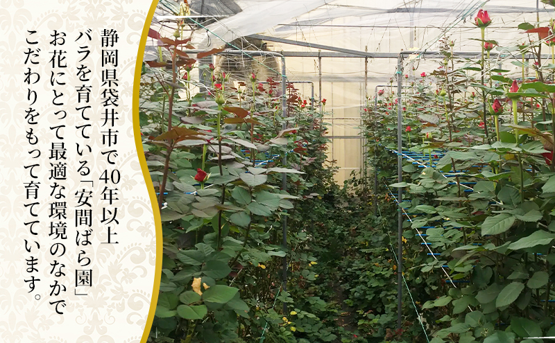 【2026年8月中旬から順次発送】安間ばら園 こだわりの バラ おまかせ詰め合わせ約15本入 クール便 花 ギフト 誕生日 記念日 花束 プレゼント バラ フラワーギフト