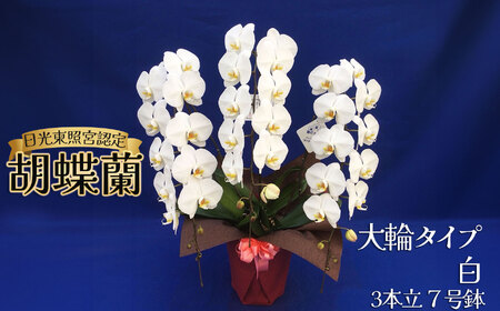 【ふるさと納税】胡蝶蘭 大輪タイプ 白3本立 7号鉢 |  | 栃木県 下野市