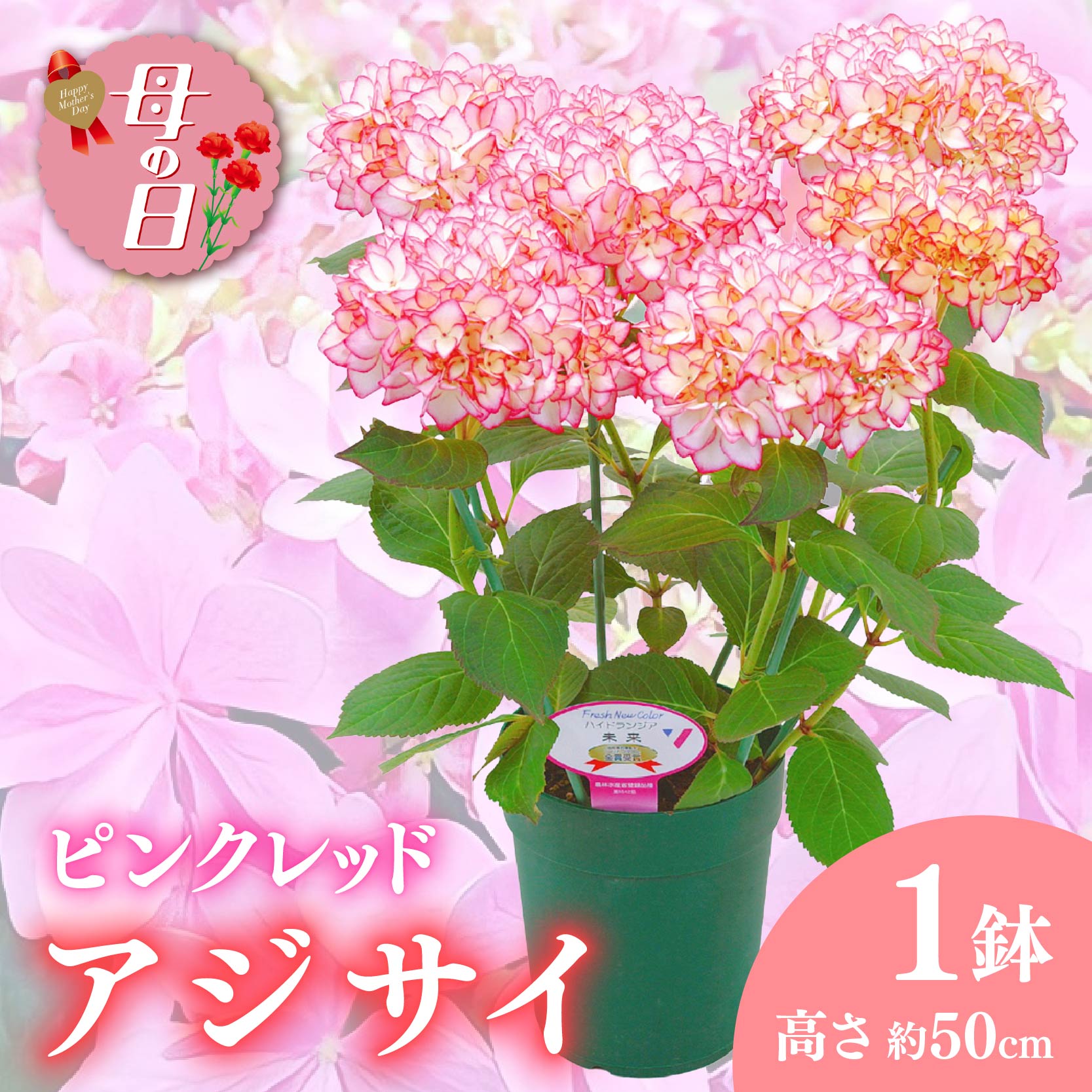 【ふるさと納税】 【先行予約】 母の日に！ アジサイ 鉢植え ピンク レッド 系 稀少品種 5号 母の日 2026年5月から順次発送 オンライン決済限定 静岡県 藤枝市