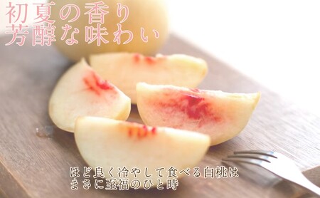 もも 2026年 先行予約 岡山匠の白桃 約1.3kg 4～6玉 犬塚農園 岡山県産 白桃 桃 モモ 家庭用 初夏 みずみずしい