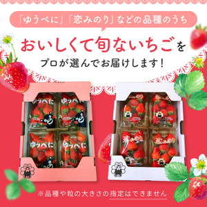 【定期便2回】 旬のいちご 約1000g