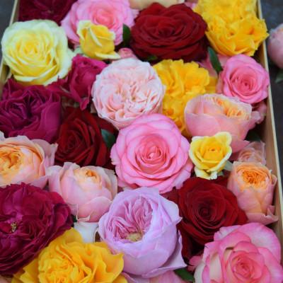 ふるさと納税 竜王町 薔薇風呂セット 〜ちょっと優雅なバスタイム〜 50輪入り |  | 01
